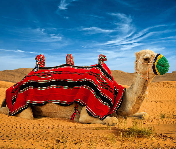 istock Tourist camel on sand dunes 490880111
