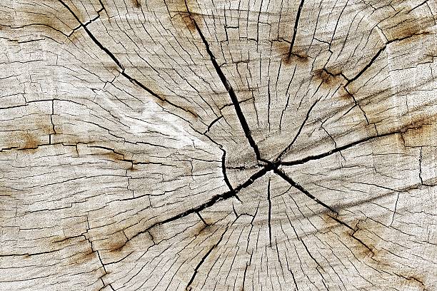 クローズアップウッドカットの質感に燃えるフレームます。 - wood tree textured wood grain ストックフォトと画像