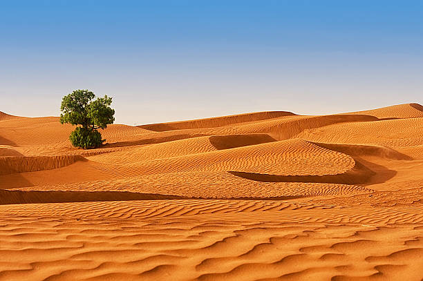 istock Desert of North Africa 490881283
