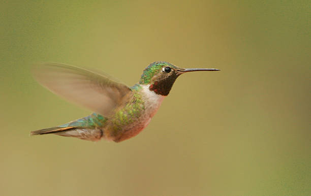 istock Broad-tailed hummingbird male (Selasphorus platycercus) 490881365