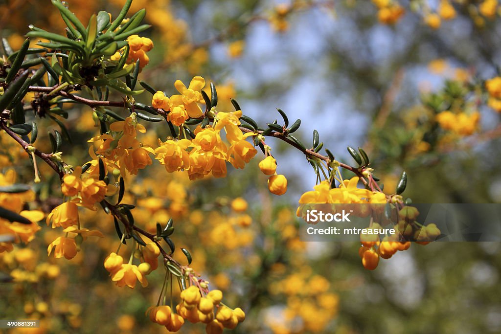 Image of yellow / orange flowers on evergreen Berberis Stenophylla shrub Photo showing the bright yellow / orange flowers on a prickly evergreen berberis shrub (Latin name: Berberis Stenophylla).  This particular variety has extremely fragrant flowers, which can be smelt from several metres away on a sunny day. Barberry Family Stock Photo