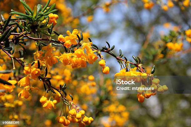 Image Of Yellow Orange Flowers On Evergreen Berberis Stenophylla Shrub Stock Photo - Download Image Now
