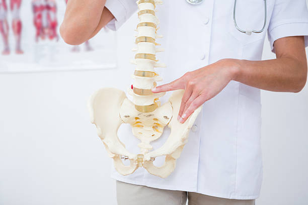 istock Doctor showing anatomical spine 490881646