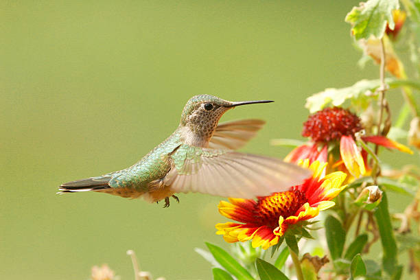 istock Broad-tailed hummingbird female (Selasphorus platycercus) 490881881