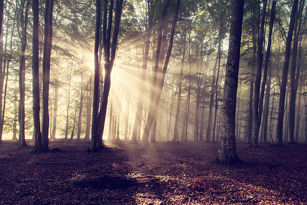 istock autumn forest trees. nature green wood sunlight backgrounds. 490882215
