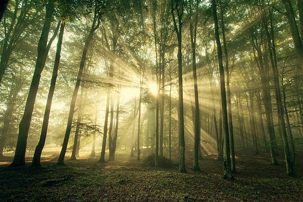 istock autumn forest trees. nature green wood sunlight backgrounds. 490882227