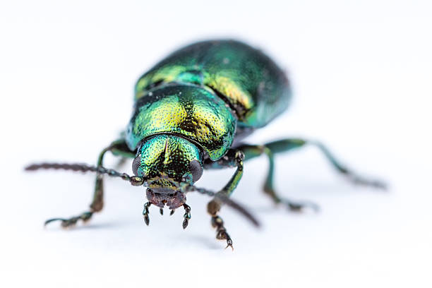 зеленый лист жук (gastrophysa viridula) - chrysomelid стоковые фото и изображения