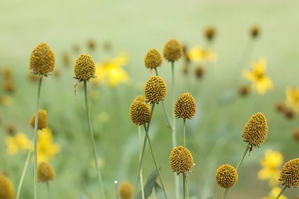 メキシコ tournesol 、美しい自然の花 - justin bua ストックフォトと画像