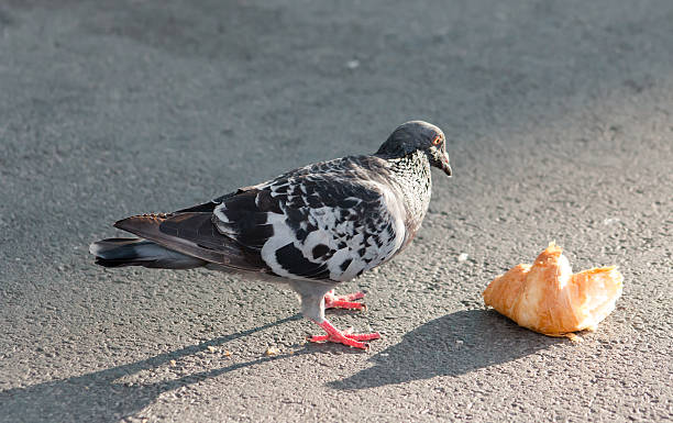 istock Pigeon and Croissant 490884012