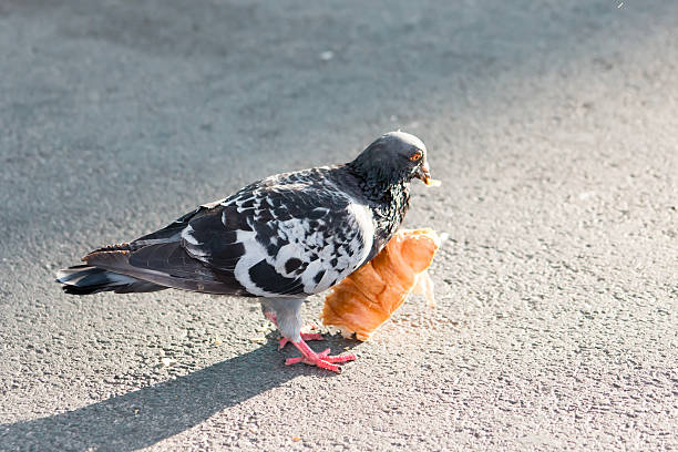 istock Pigeon and Croissant 490884224