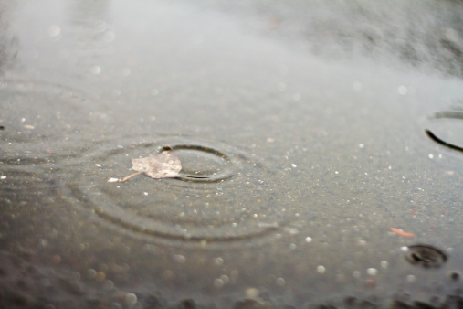 A submerged leaf in a pavement puddle in the rain