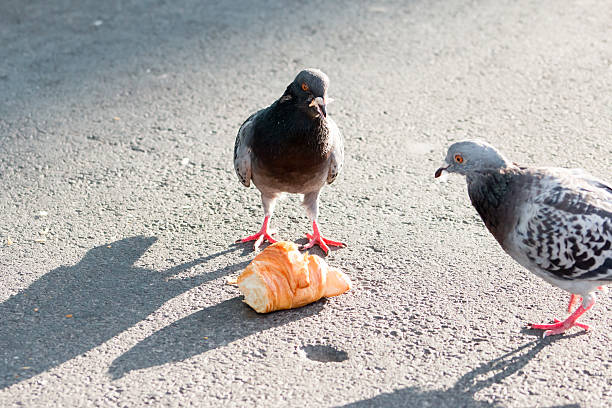 istock Pigeons and Croissant 490884406
