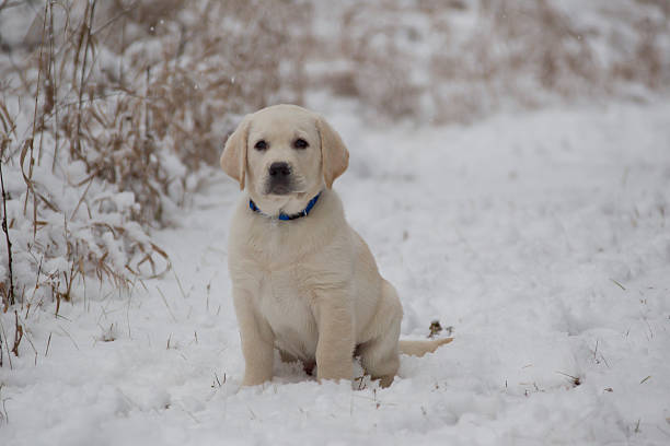 istock Nine week old Yellow Lab Puppy in fresh snow 490884486