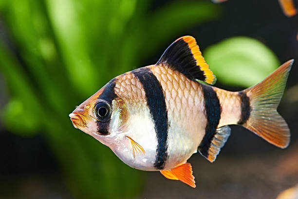 istock Aquarium fish. Barbus puntius tetrazona 490884561