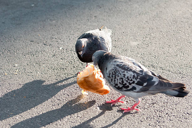 istock Pigeons and Croissant 490884622