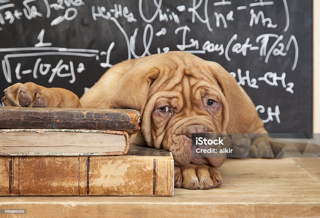 Pile of Books and puppy French Mastiff Puppy lying on Pile of Books. Book Stock Photo