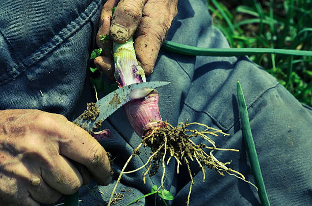 istock Farmer cleans fresh green onion 490885635