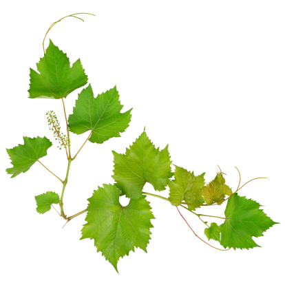 Grape leaves on white background