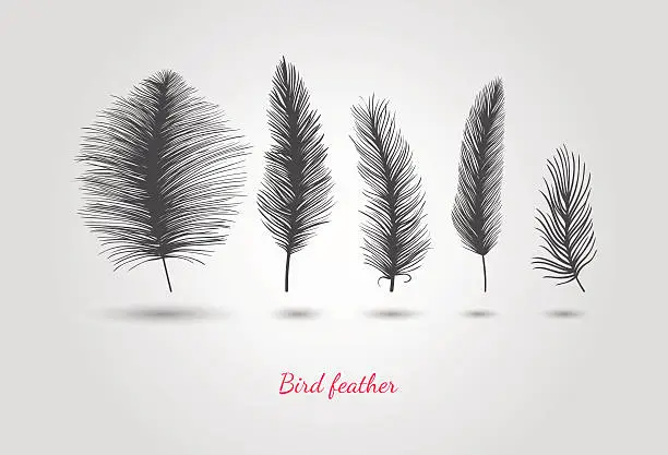 Vector illustration of Decorative feathers