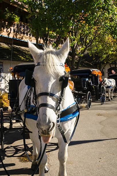 istock Horsedrawn Carriage Rides, Frankenmuth, Michigan 490888236