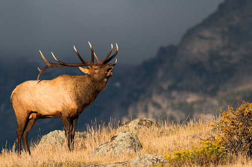 A large male elk bugles in front of a mountain backdrop.
