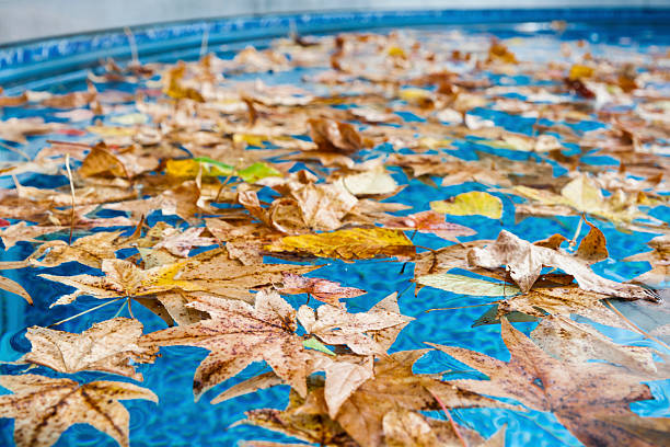 Close up view of the surface of a swimming pool littered with Autumn leaves