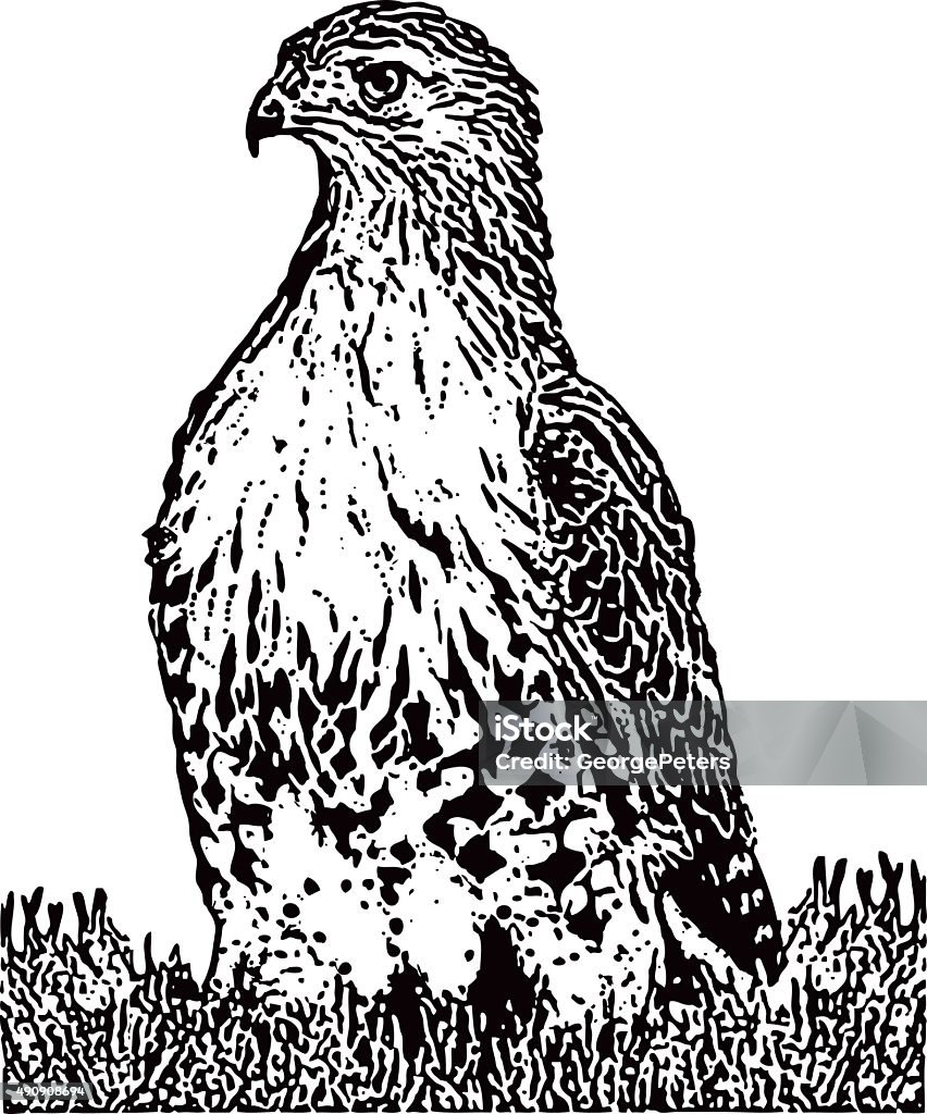 Red Tailed Hawk Standing on Prey Line art illustration of a Red Tailed Hawk standing on dead Cottontail Rabbit. Rabbit is hidden by grass. Hawk - Bird stock vector