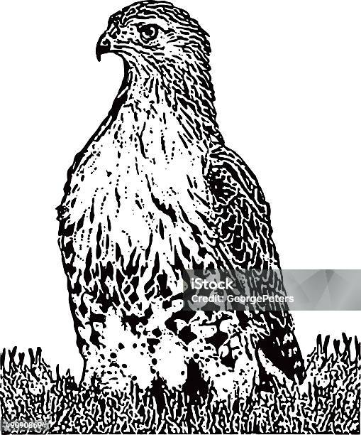 Red Tailed Hawk Standing On Prey Stock Illustration - Download Image Now - Hawk - Bird, Red-tailed Hawk, Line Art