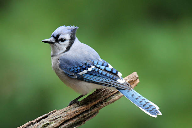 Pretty Blue Jay A blue jay (Cyanocitta cristata) perching on a branch in Fall. jay photos stock pictures, royalty-free photos & images