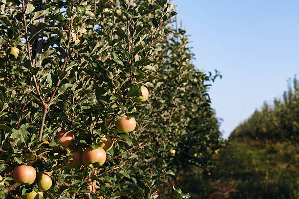istock Ripe apples in the garden 490910874