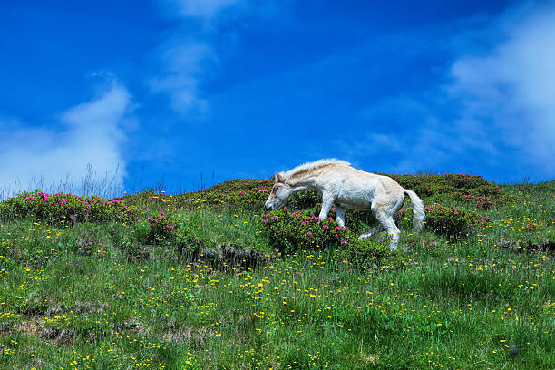 жеребёнок в горах - european alps tirol rhododendron nature стоковые фото и изображения