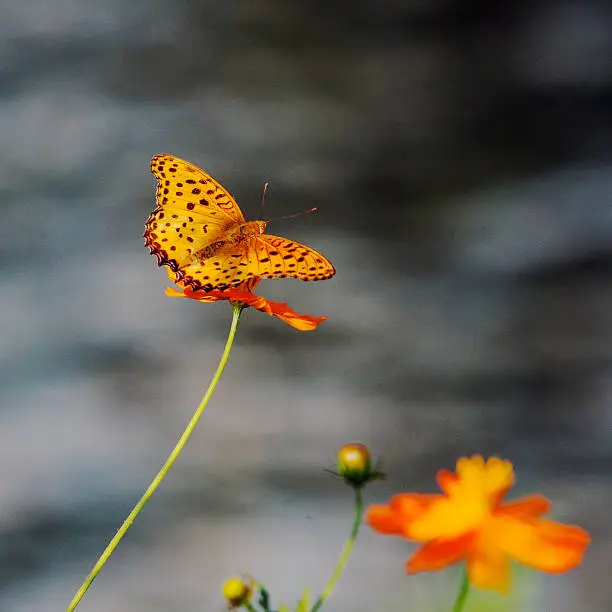 An Angelwings butterfly perches on on an Orange Cosmos flower on a riverbank in Tochigi, Japan.