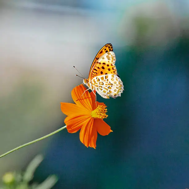 An Angelwings butterfly perches on an Orange Cosmos flower, on a riverbank in Tochigi, Japan.