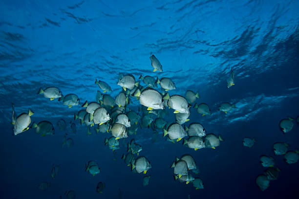 istock SURGEONFISH/ acanthurus guttatus 490912134