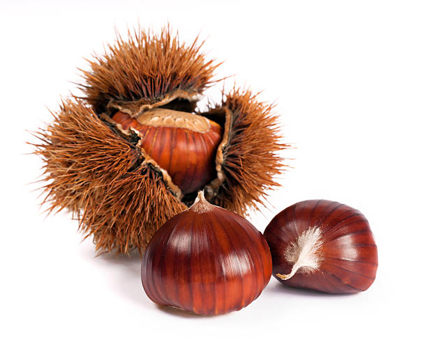 три chestnuts и курчавый chestnut - cooked still life close up nut стоковые фото и изображения
