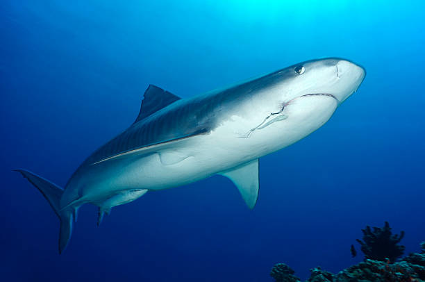 istock TIGER SHARK/galeocerdo cuvieri 490912424