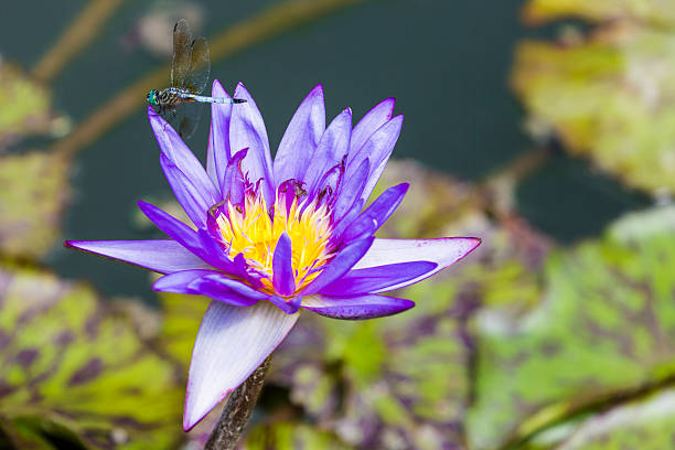 istock Purple Water Lily, Blue Dasher Dragonfly Perched on Leaf 490912862