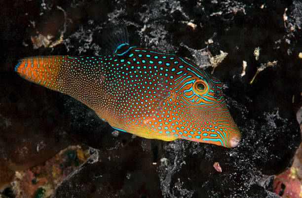 TOBY FISH / canthigaster moucheté stock photo