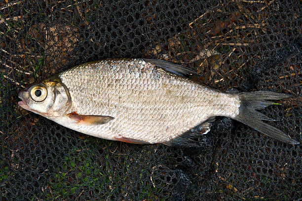 istock Close up view of the bream fish 490913182