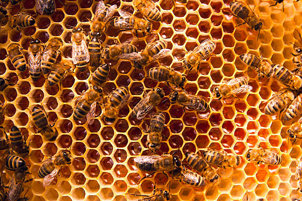 istock Working bees on the yellow honeycomb with sweet honey. 490913438