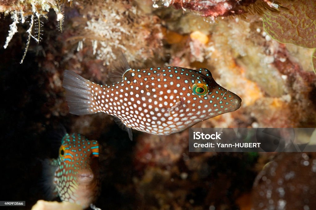 toby / canthigaster janthinoptera toby fish swimming on coral reef 2015 Stock Photo