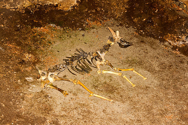 istock Skeleton of animal in the cave. 490914018
