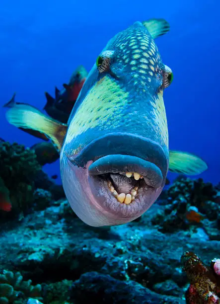 UNDERWATER CLOSE-UP FACE VIEW OF TRIGGERFISH ON CORAL REEF