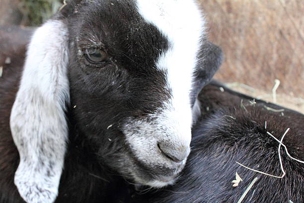 istock Close up of black and white goat kid 490917400