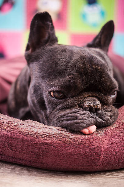 istock french bulldog relaxing 490917522