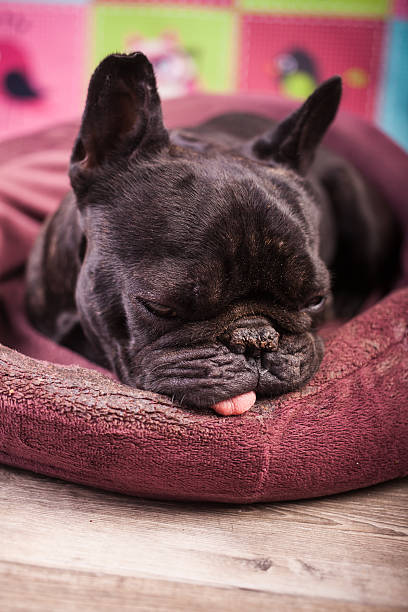 istock french bulldog relaxing 490917588