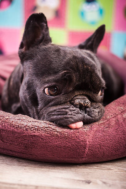 istock french bulldog relaxing 490917634
