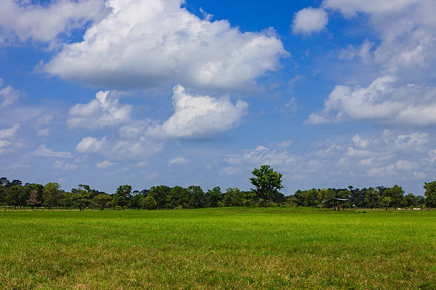 This photo was taken just outside the town of Cumaral in the Colombian Department of Meta, in the area known as Los Llanos. It is a vast plain that has an average elevation of about 500 metres above mean sea level. The main business in the area is cattle farming; some cattle can be seen grazing in the distance.  Los Llanos is also know for it's oil reserves.  Photo shot in the early afternoon sunlight; horizontal format. No people. Copy Space.