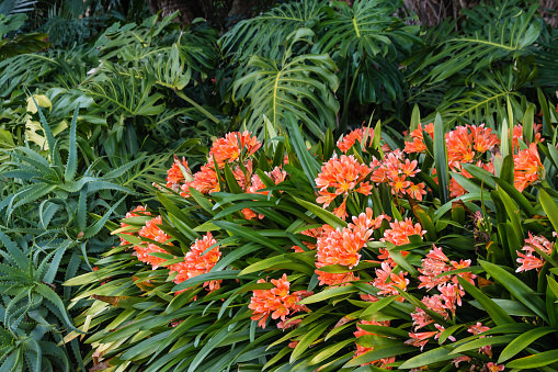 Ballard botanical garden flower.