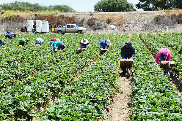strawberry harvest en el centro de california - trabajador emigrante fotografías e imágenes de stock